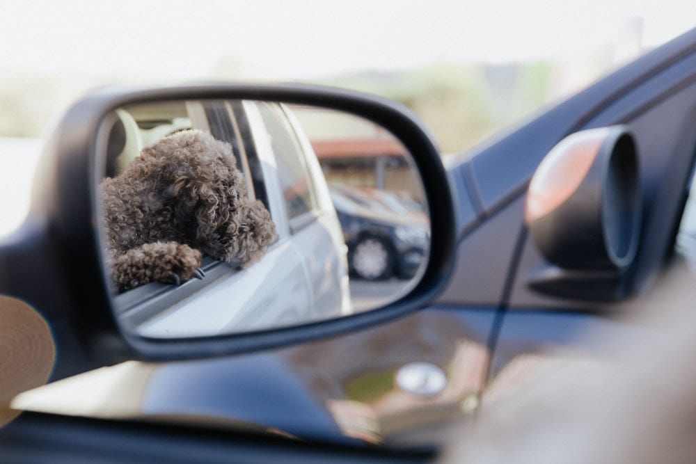 staycation with a dog